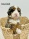 Bernedoodle Puppies for sale in Sugarcreek, OH 44681, USA. price: $2,500