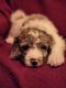 Bernedoodle Puppies for sale in New Paris, Pennsylvania. price: $700