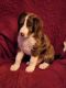 Bernedoodle Puppies for sale in New Paris, Pennsylvania. price: $700