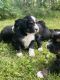 Bernedoodle Puppies for sale in Montgomery, Alabama. price: $950