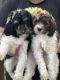 Bernedoodle Puppies for sale in Dallas, Texas. price: $2,000