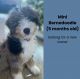 Bernedoodle Puppies for sale in Ft. Lauderdale, Florida. price: $3,800
