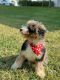 Bernedoodle Puppies for sale in Ft. Lauderdale, Florida. price: $3,800
