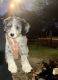 Bernedoodle Puppies for sale in Archer, Florida. price: $1,500