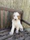 Bernedoodle Puppies for sale in West Haven, CT 06516, USA. price: $650