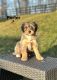 Bernedoodle Puppies for sale in Sugarcreek, OH 44681, USA. price: $1,800
