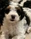 Bernedoodle Puppies for sale in Mt Pleasant, TX 75455, USA. price: $2,500