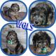 Bernedoodle Puppies for sale in Sioux Falls, South Dakota. price: $2,000