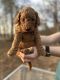 Bernedoodle Puppies for sale in Braselton, Georgia. price: $1,500