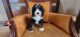 Bernedoodle Puppies for sale in Goshen, IN, USA. price: $1,800