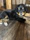 Bernedoodle Puppies for sale in Perris, California. price: $800