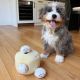 Bernedoodle Puppies for sale in Houston, Texas. price: $550