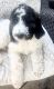 Bernedoodle Puppies for sale in West Jefferson, North Carolina. price: $1,100