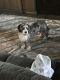 Bernedoodle Puppies for sale in Troy, Ohio. price: $1,000
