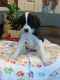 Bernedoodle Puppies for sale in Carthage, New York. price: $1,000