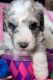 Bernedoodle Puppies for sale in New York City, New York. price: $2,750