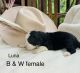 Bernedoodle Puppies for sale in McClure, Pennsylvania. price: NA