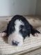 Bernedoodle Puppies for sale in Loogootee, IN 47553, USA. price: NA