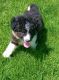 Bernedoodle Puppies for sale in Chicago, IL, USA. price: NA