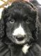 Bernedoodle Puppies for sale in Minneapolis, MN, USA. price: $1,400