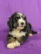 Bernedoodle Puppies for sale in IA-22, Riverside, IA 52327, USA. price: NA