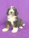 Bernedoodle Puppies for sale in IA-22, Riverside, IA 52327, USA. price: NA