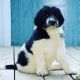Bernedoodle Puppies for sale in Paintsville, KY, USA. price: $600