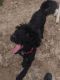 Bernedoodle Puppies for sale in Brooksville, FL 34601, USA. price: NA