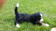 Bernedoodle Puppies for sale in Elizabethtown, PA 17022, USA. price: $4,200