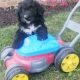 Bernedoodle Puppies for sale in Canton, OH, USA. price: NA