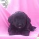 Bernedoodle Puppies for sale in Canton, OH, USA. price: NA