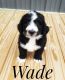 Bernedoodle Puppies for sale in Lancaster, MO 63548, USA. price: $800