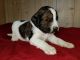 Bernedoodle Puppies for sale in Walnut Creek, OH 44687, USA. price: $2,950