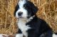 Bernedoodle Puppies for sale in Troy, ID 83871, USA. price: $2,500