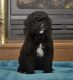 Bernedoodle Puppies for sale in Millersburg, OH 44654, USA. price: $800