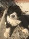 Bernedoodle Puppies for sale in Lawrenceburg, IN 47025, USA. price: NA