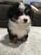 Bernedoodle Puppies for sale in Fredericksburg, OH 44627, USA. price: NA