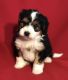 Bernedoodle Puppies for sale in Sugarcreek, OH 44681, USA. price: $4,000
