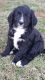 Bernedoodle Puppies for sale in Nashville, TN, USA. price: NA