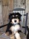 Bernedoodle Puppies for sale in Wooster, OH 44691, USA. price: NA