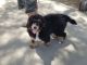 Bernedoodle Puppies for sale in Menifee, CA, USA. price: $2,000