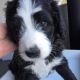 Bernedoodle Puppies for sale in Springfield, IL, USA. price: $1,850