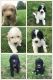 Bernedoodle Puppies for sale in Sunfield, MI 48890, USA. price: NA