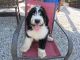 Bernedoodle Puppies for sale in Decatur County, IA, USA. price: NA