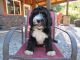 Bernedoodle Puppies for sale in Decatur County, IA, USA. price: NA