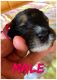 Bernedoodle Puppies for sale in Apache Junction, AZ, USA. price: $2,500