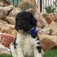 Bernedoodle Puppies for sale in Apache Junction, AZ, USA. price: $3,100