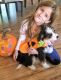 Bernedoodle Puppies for sale in Bellville, OH, USA. price: NA