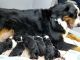 Bernedoodle Puppies for sale in Menifee, CA, USA. price: $1,800