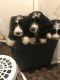 Bernedoodle Puppies for sale in Merrillville, IN, USA. price: NA